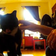 Illustration for article titled The First Movie Filmed By Cats, Supposedly